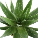 7 Best Natural Ways To Heal Acne Scars