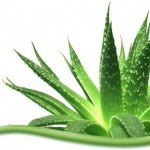 Aloe vera for Skin Care