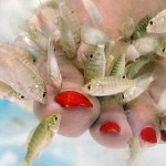 Fish Pedicure Treatment