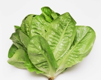 Romaine-lettuce Romaine-lettuce